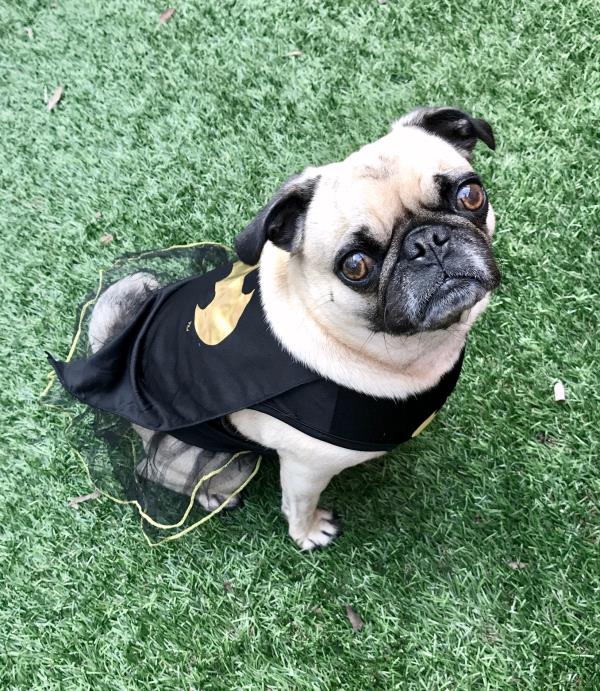 /images/uploads/pug nation rescue of los angeles/2018pugnation/entries/6233thumb.jpg
